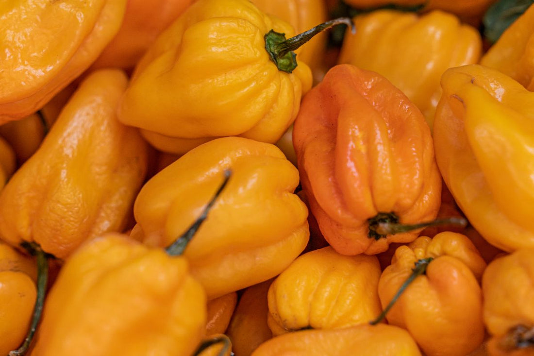 A close-up pile of ripe orange and yellow scotch bonnet and habanero chillies
